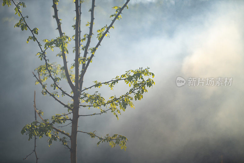 Smoke rising through trees